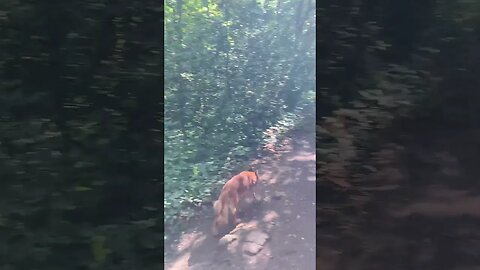 A dog walk on a hot day