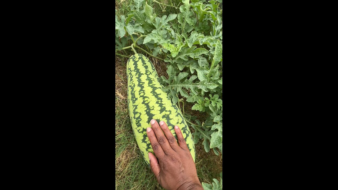 New Gardener, Growing Watermelon