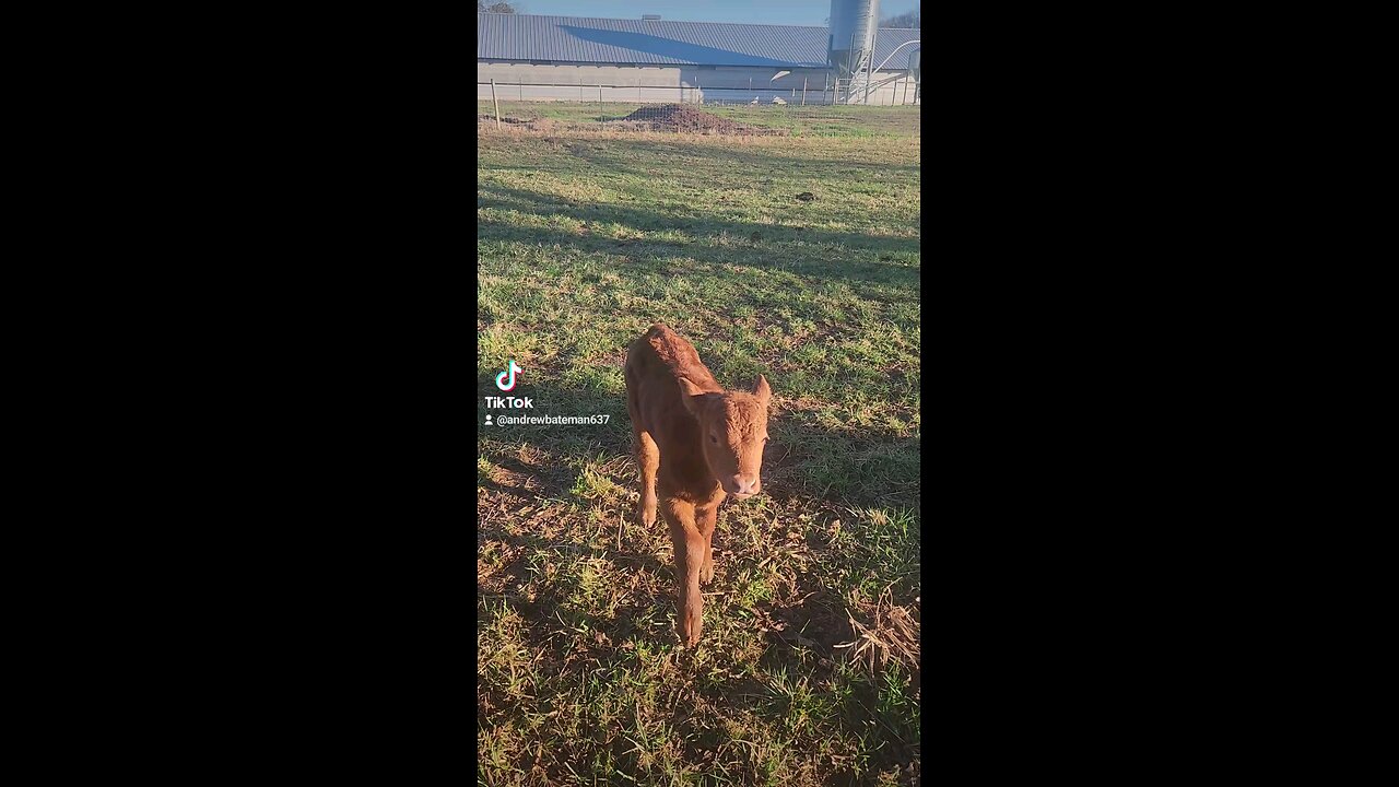 Baby bull calf.