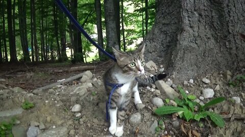 Cute Kitten Discovers the Forest