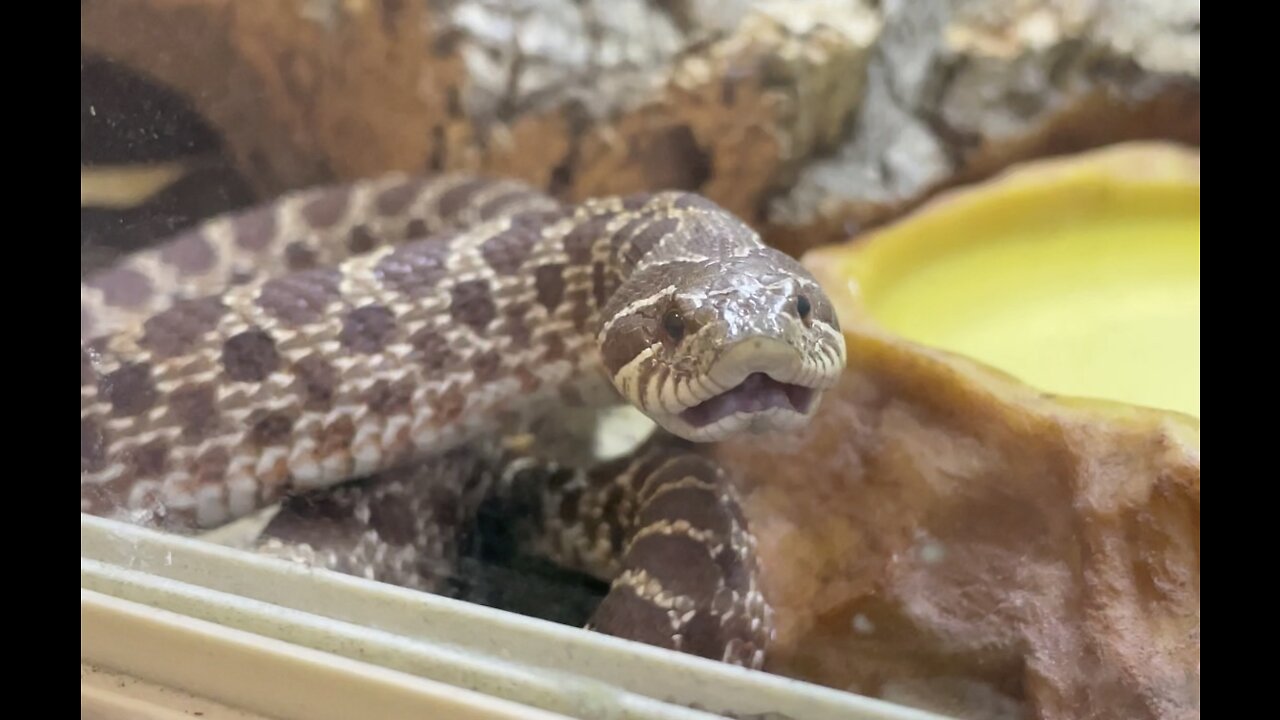 Derpy snake feeding fail!