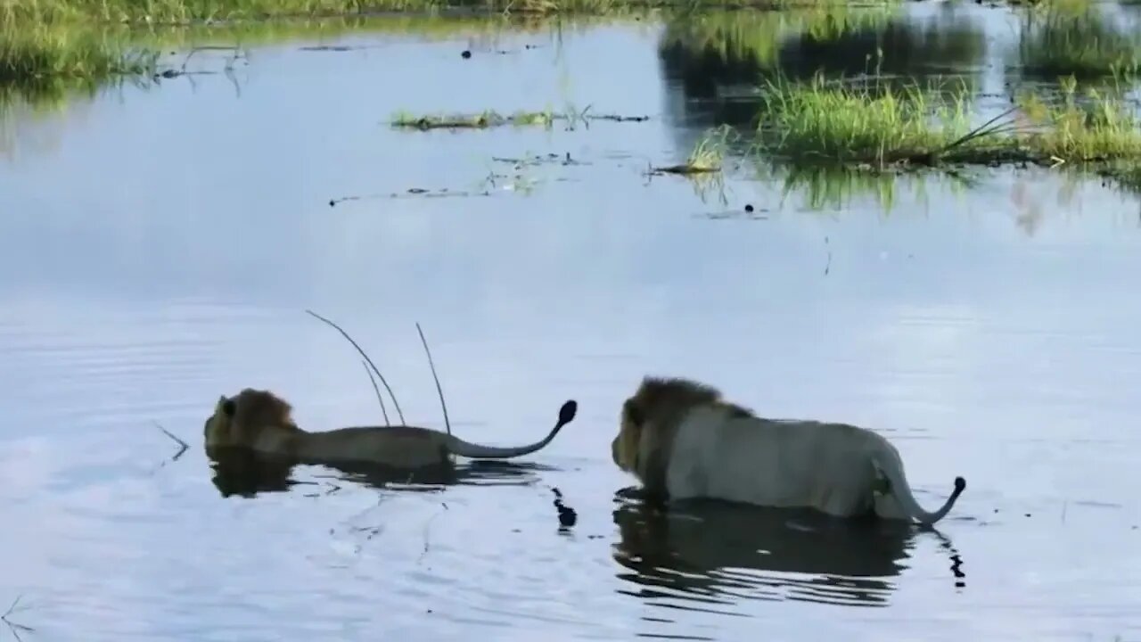 Crocodile is King Swamp! Two Male Lion Protect Yourself From Crocodile In River70 10