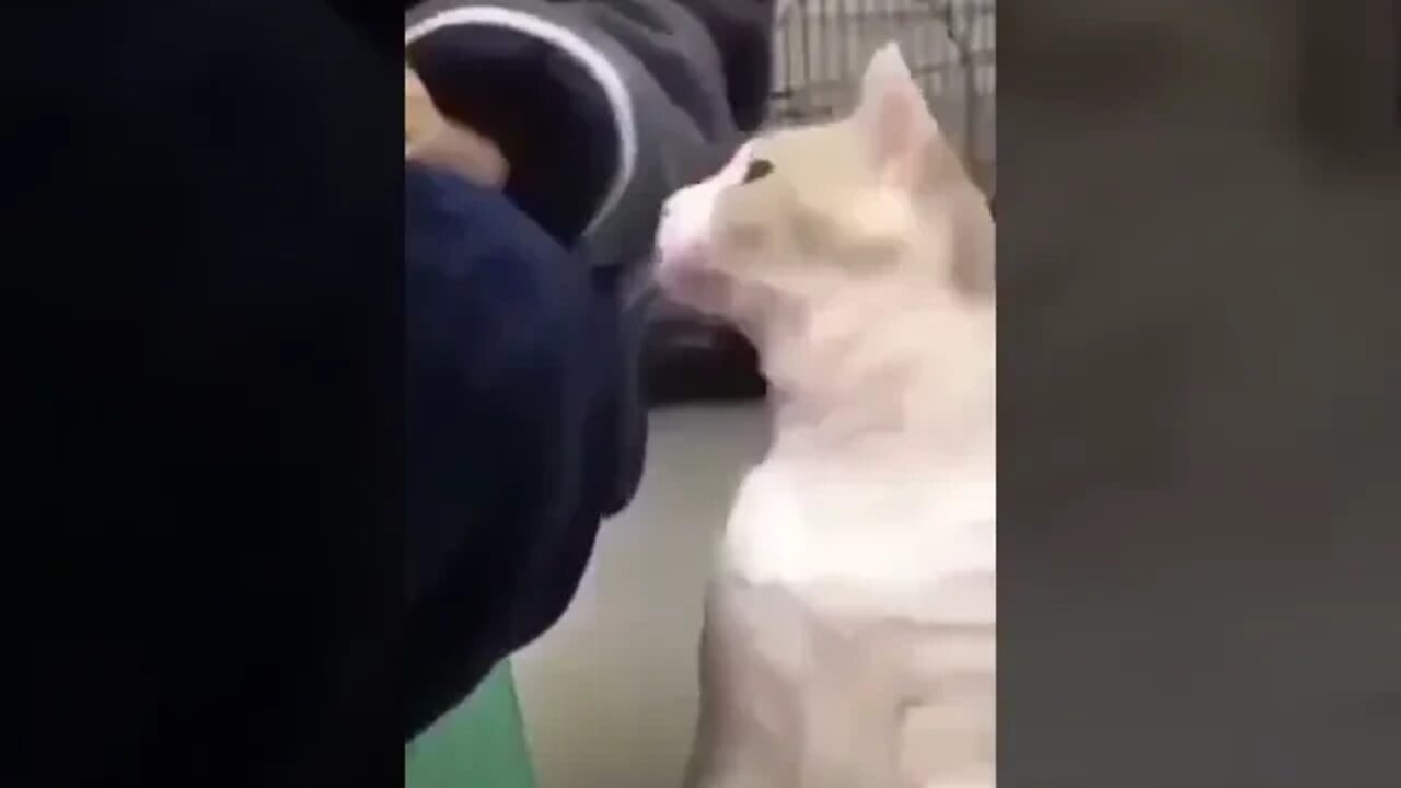 Funny cat compilation #shorts #funny