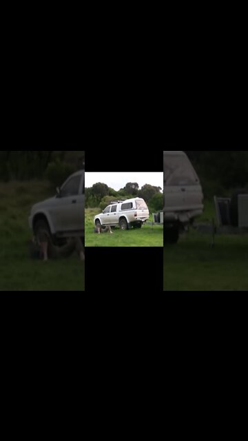 animais engracados 2