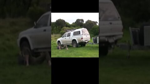 animais engracados 2