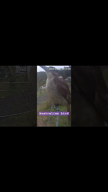 Australian bird caught on camera
