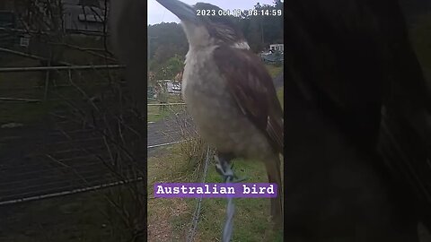 Australian bird caught on camera