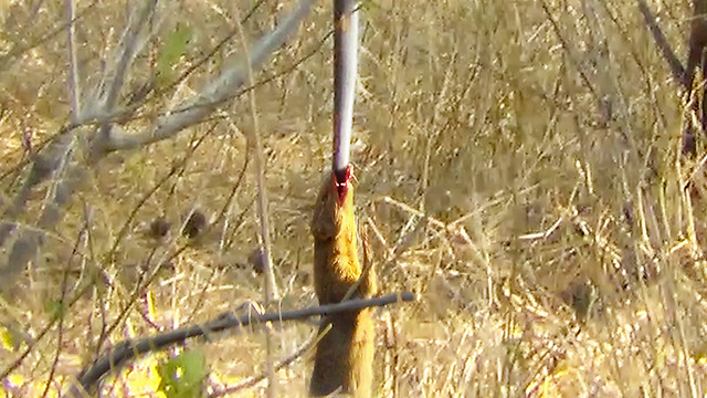 Mongoose Uses Snake as a Swing