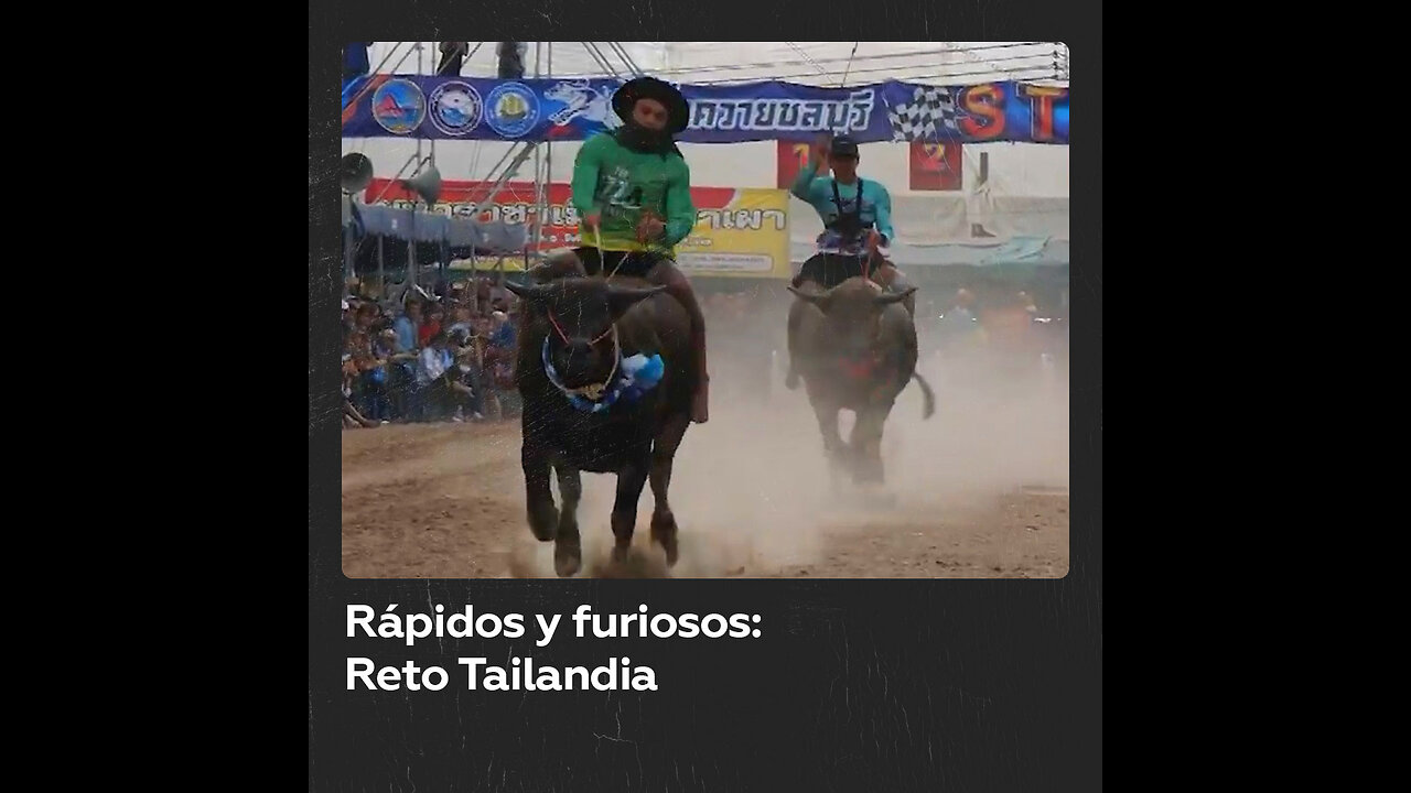 Fórmula búfalo: Divertida carrera de búfalos en Tailandia