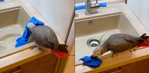 The parrot helps the hostess.