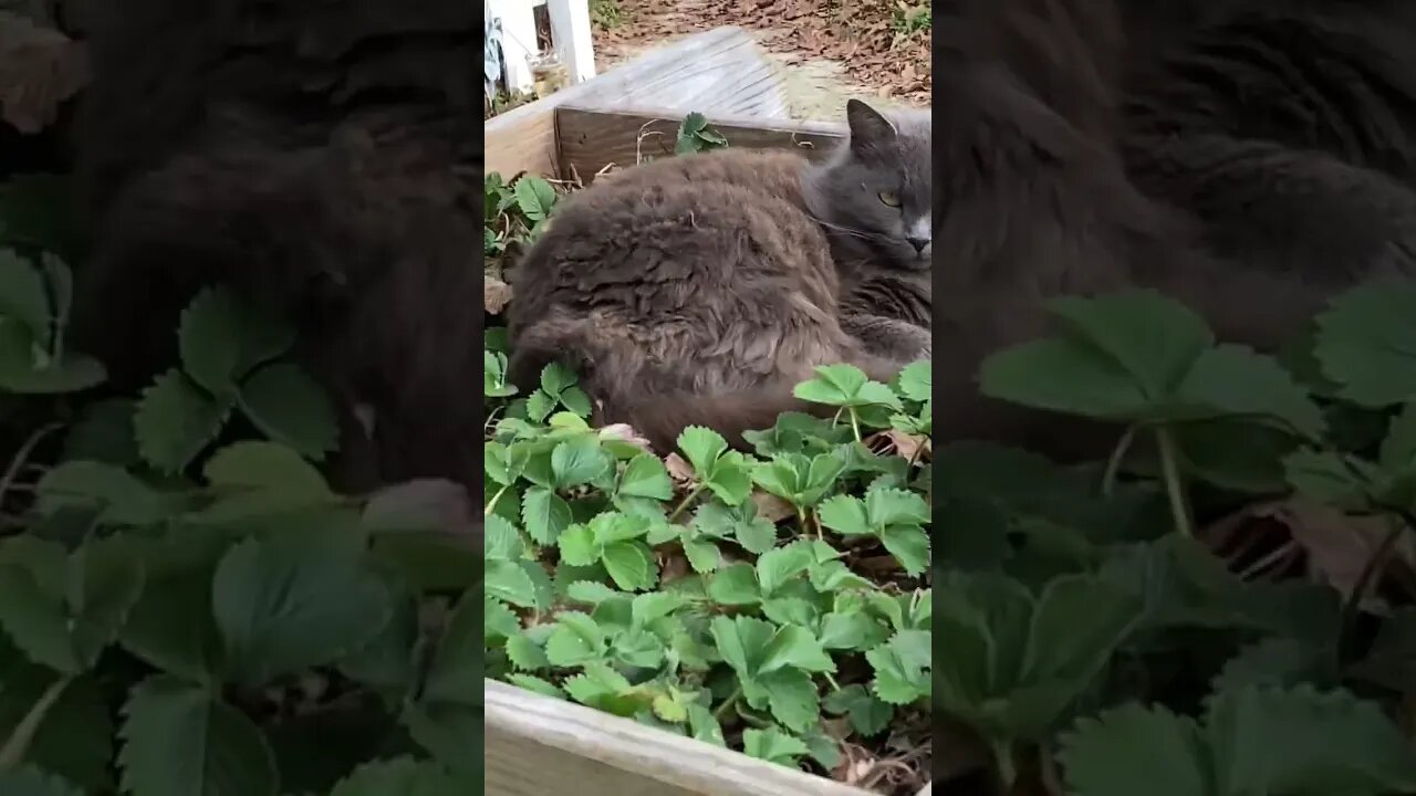 Ever seen a cat flower?