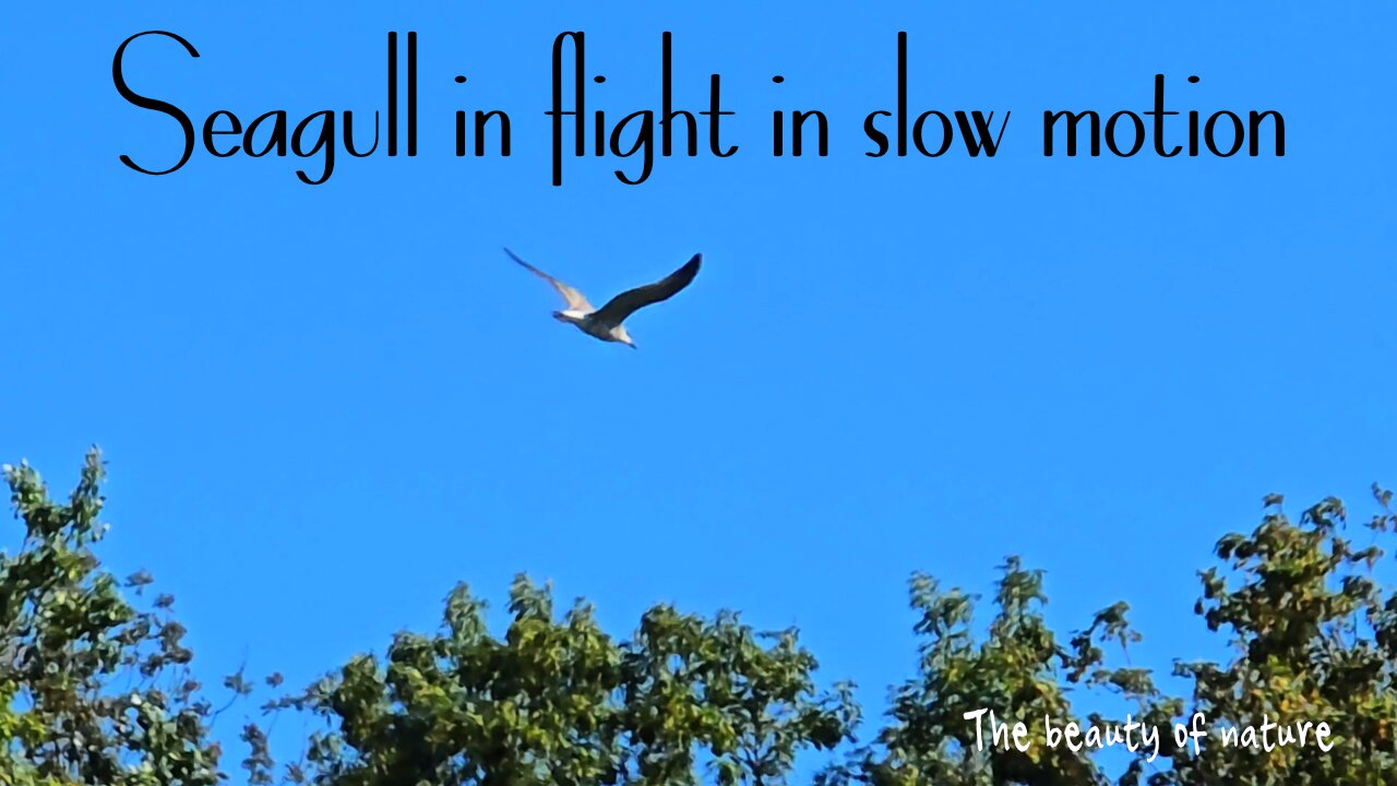 Seagull flight in slow motion / beautiful bird in flight / beautiful video with music.