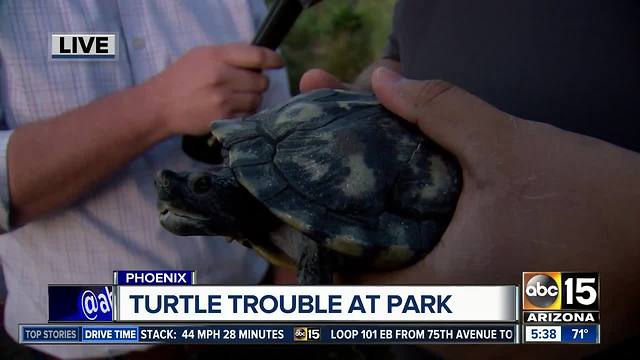 Wildlife officials working to trap abandoned turtles