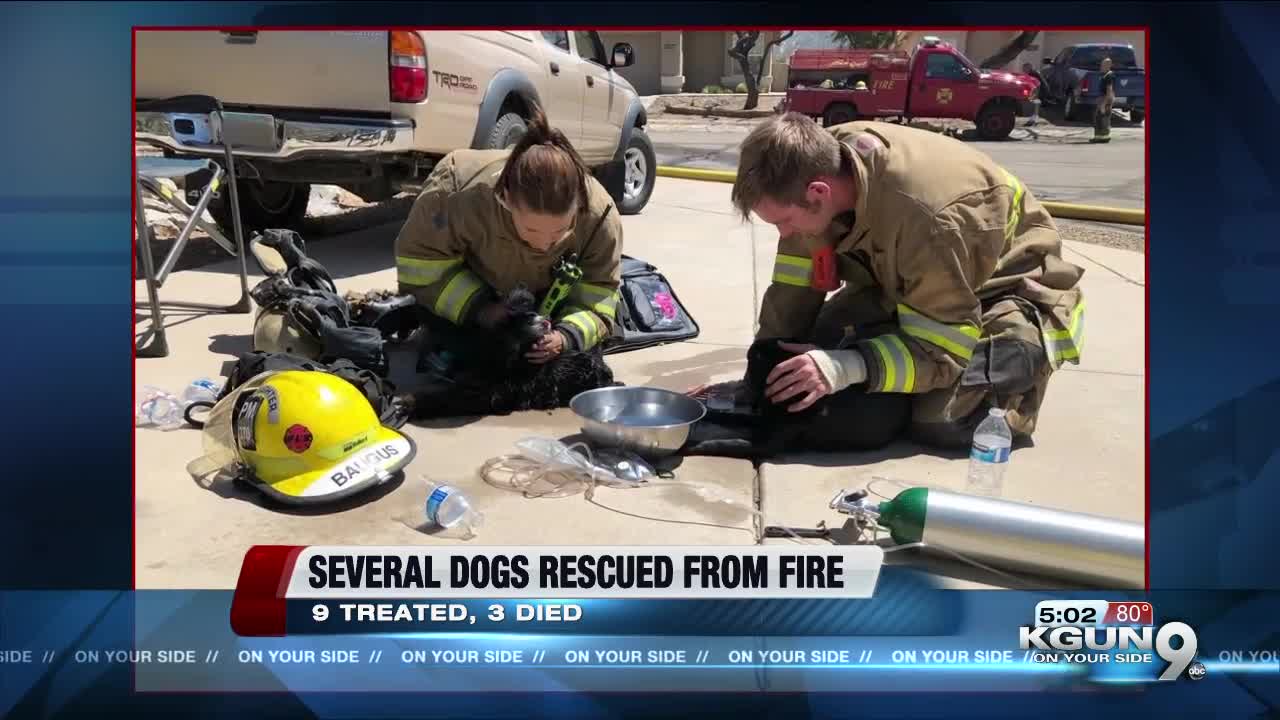 Several dogs rescued by Golder Ranch fire and Northwest Fire