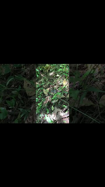 Beautiful butterfly’s #park #phiphiislands #butterfly