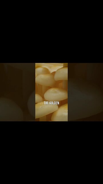 🍄 golden enoki mushroom #shorts