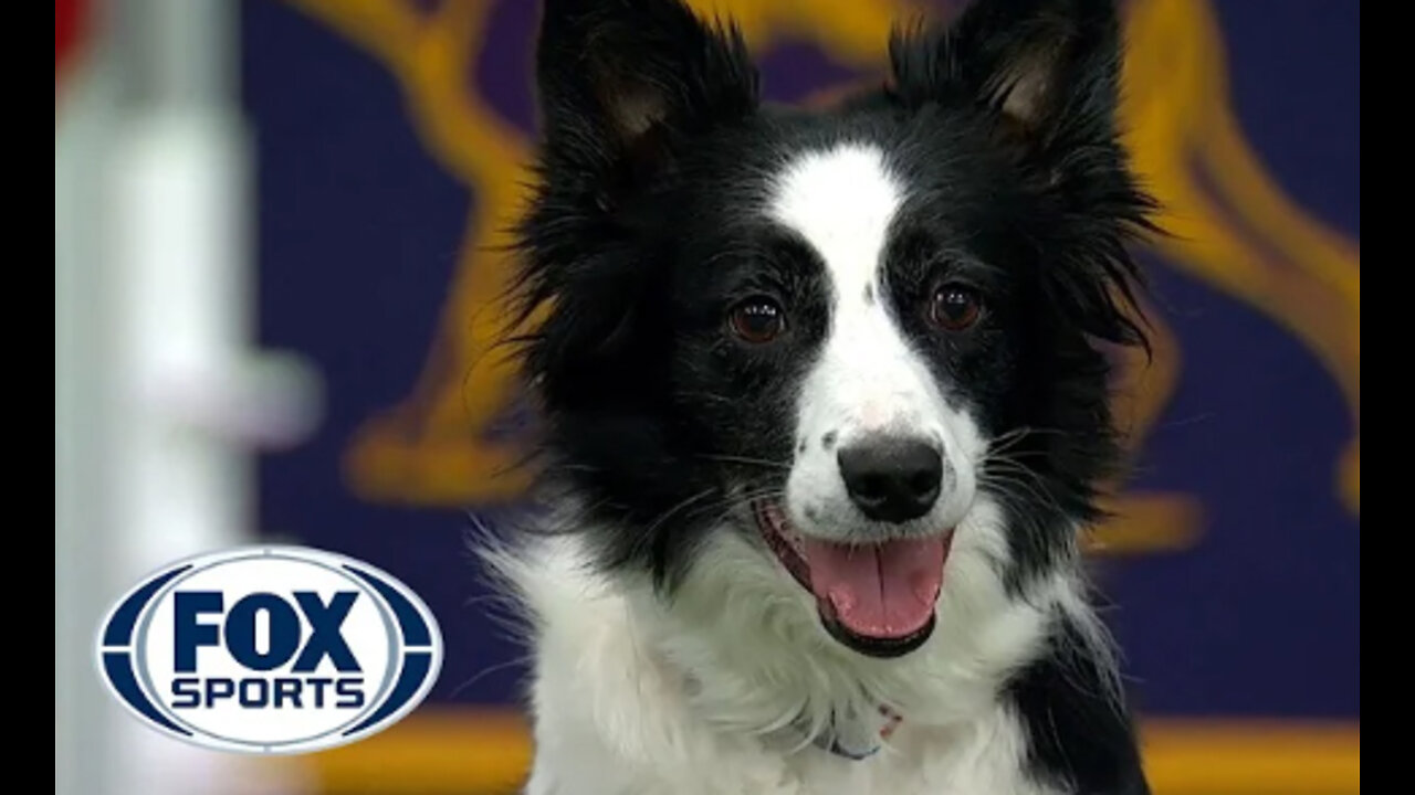 Watch 5 of the best WKC Dog Show moments to celebrate National Puppy Day | FOX SPORTS