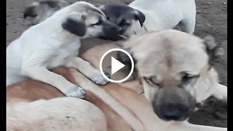 Cute Anatolian Shepherd Dog Puppies