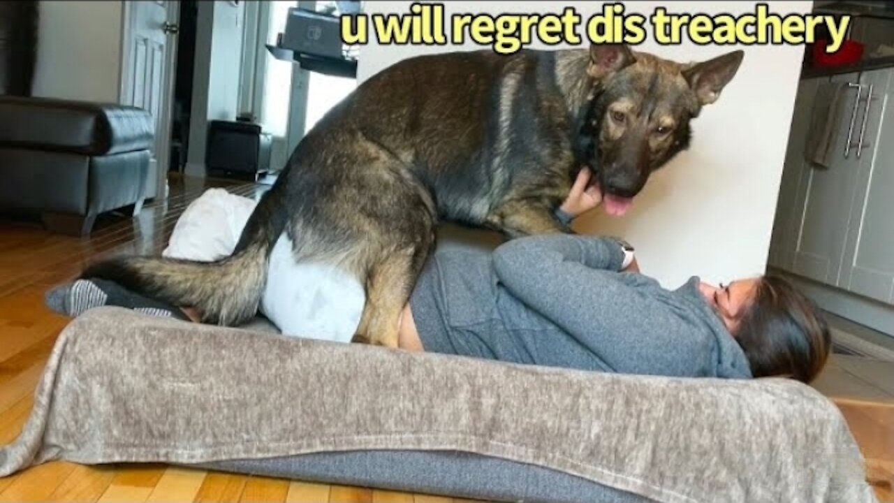 Funny Human Stealing Dogs Bed | Dog try to Sex in Girl Funny Video