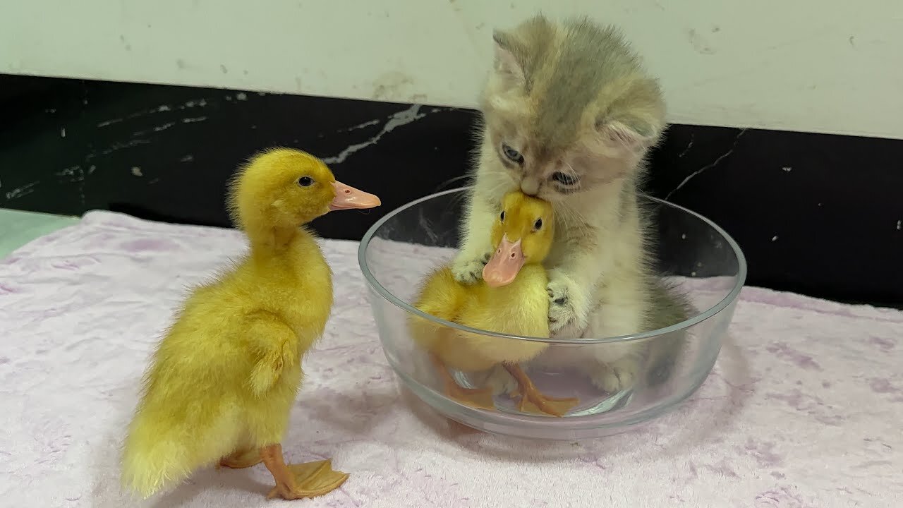 Funny and cute animals become good friend