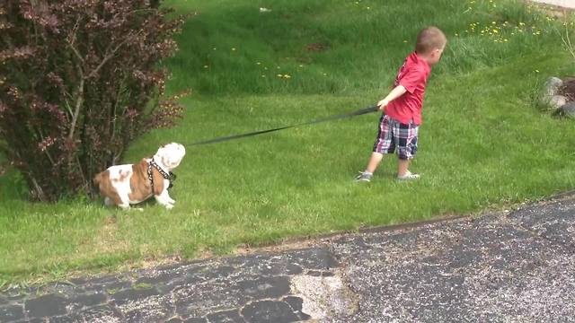 "A Young Boy Tries to Walk A Lazy Bulldog Pup"