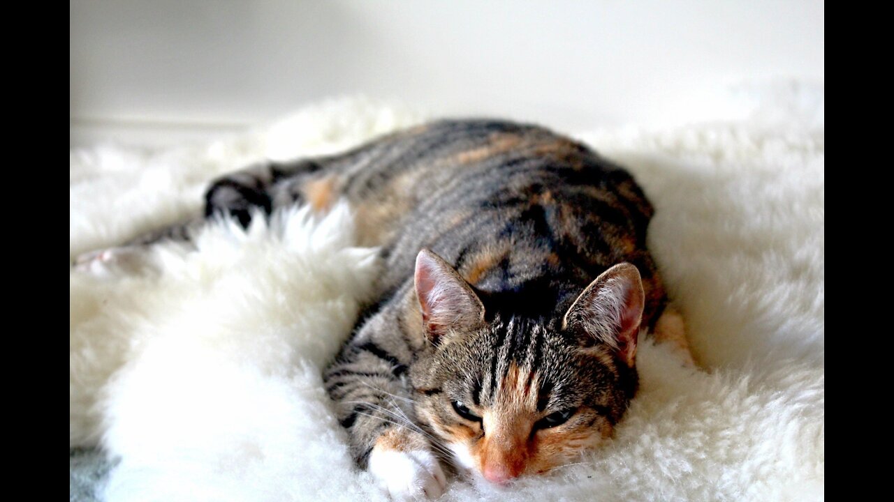 Cute cat lying on top of a sheep petting it 🙂🐱