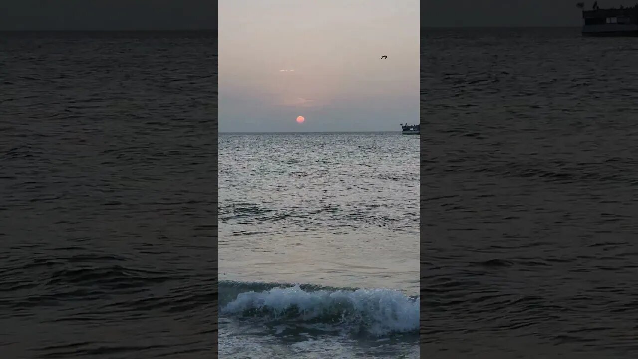 Dolphins at Clearwater Beach!