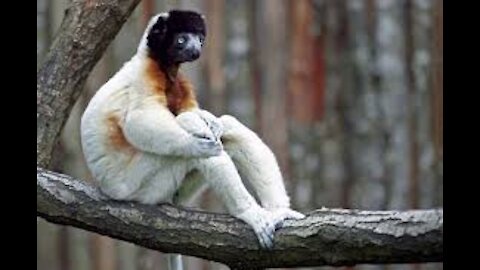 THE FUNNY ANIMALS! I HAVE NOT SEEN ANYTHING