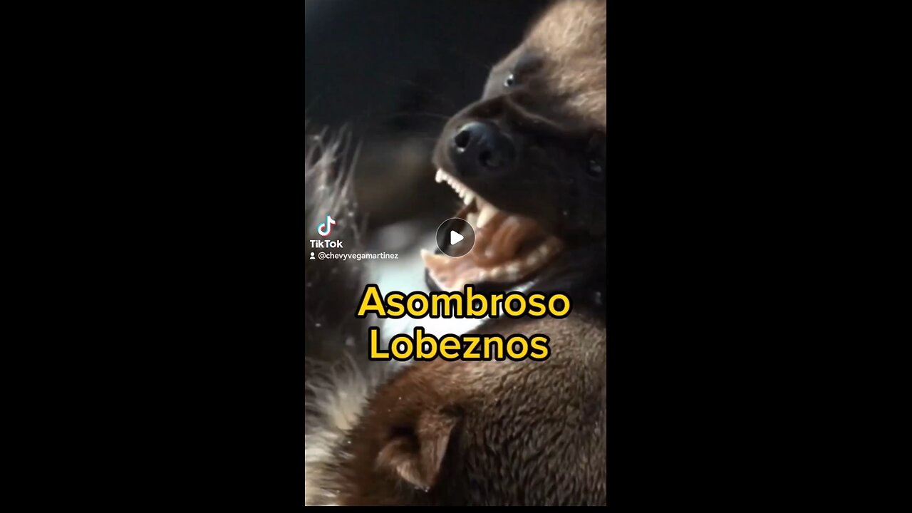 Descubre el asombroso mundo de los lobeznos 🐺✨