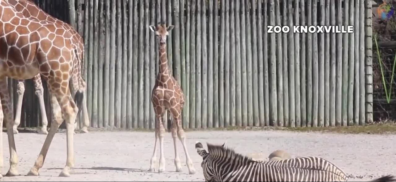 New residents at Tennessee zoo get to know each other