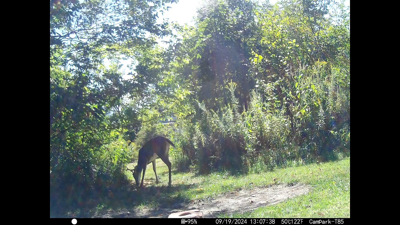 Buck Deer 9-19-2024