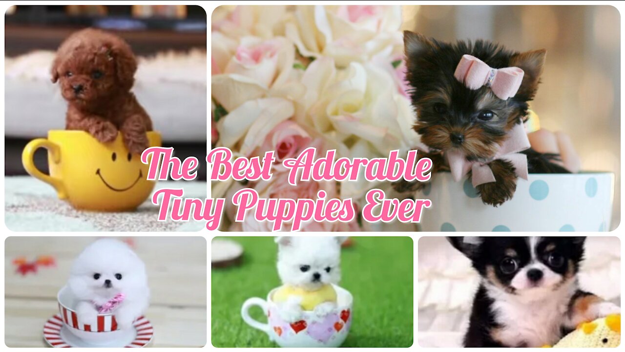 🥰😘The Best Adorable Tiny Puppies Ever