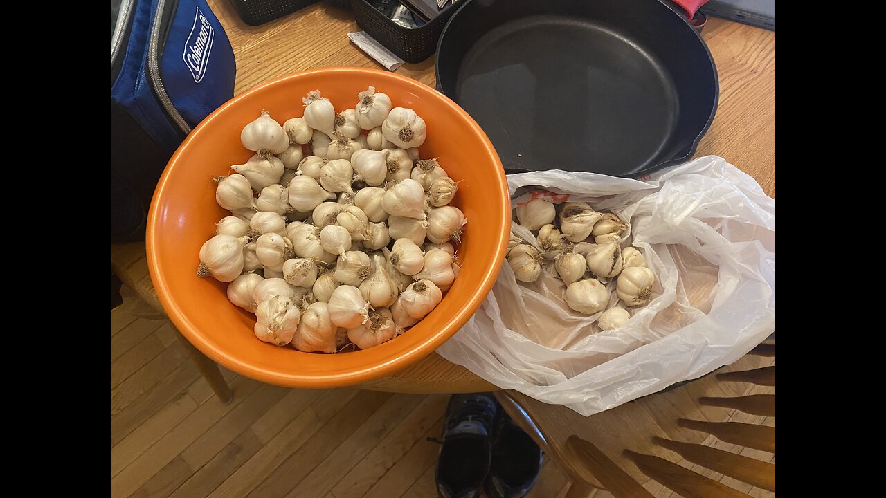 Garlic harvest 2024