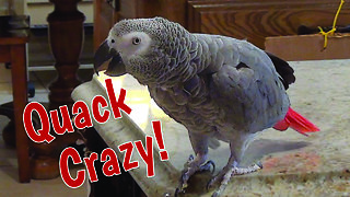 Talking parrot can quack like a duck