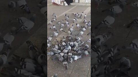 Hujjaj loves to provide food to pigeons: Near Masjid e Nabawi | Madinah