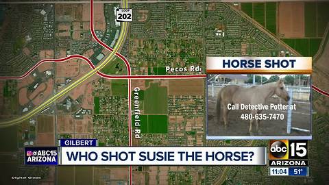 Authorities seeking information after horse shot, killed in Gilbert