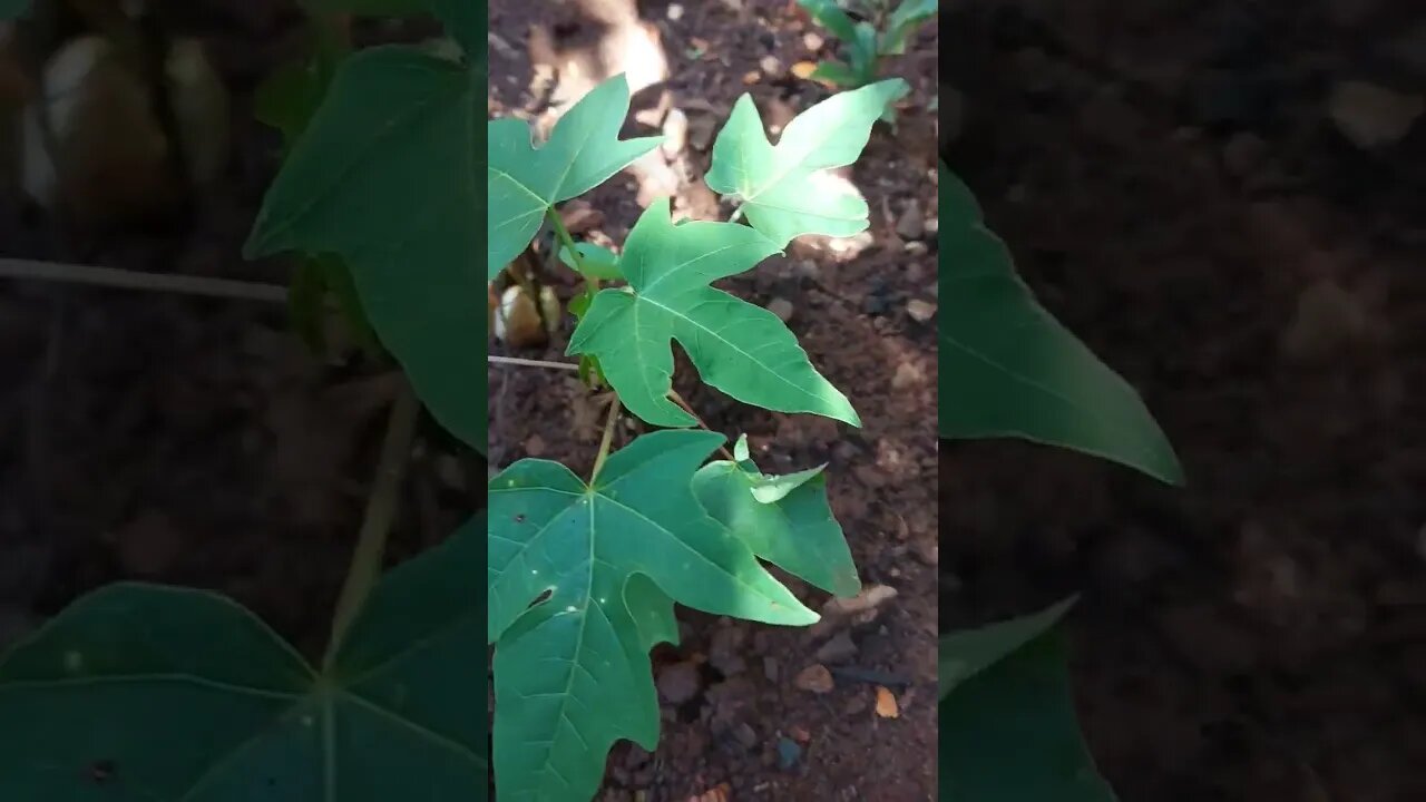 MUDA DE MANGÁ E MAMÃO