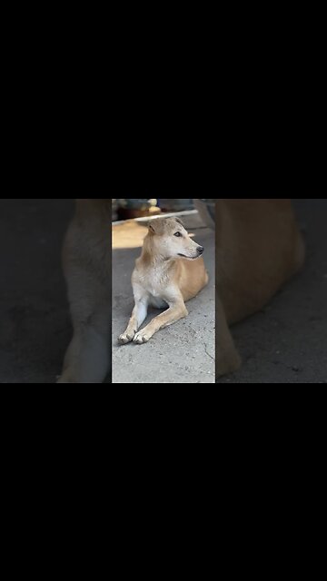 Cute dog ! #shorts