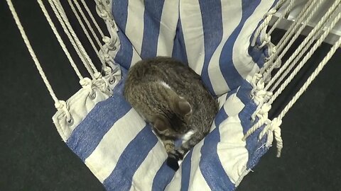 The Cat Has His Own Swing Chair