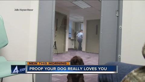 Study: Your dog not only loves you, it will try to save your life