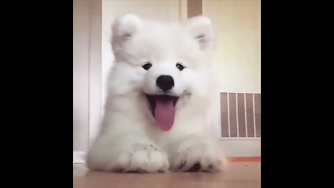 Cute baby animals Videos Compilation cutest moment of the animals Cutest Puppies #2
