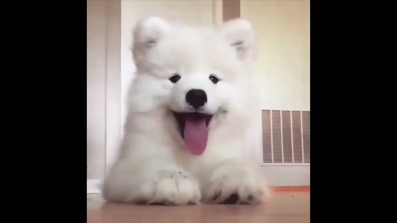 Cute baby animals Videos Compilation cutest moment of the animals Cutest Puppies #2