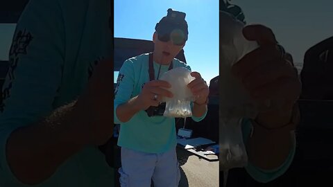 Eating a Cabbage Jellyfish raw #shorts #shortsvideo