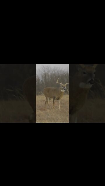 Where would you hunt? (Midwest) #shorts #deer #deerhunting