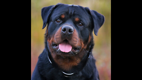 giant rottweiler taking a shower