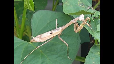 Garden Helpers