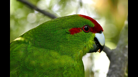 birds of Amazon