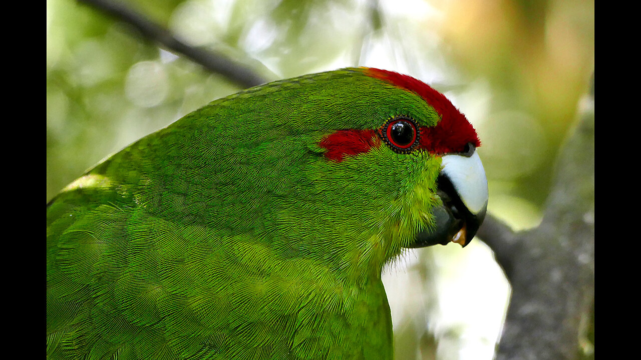 birds of Amazon