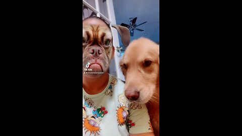 scared dog