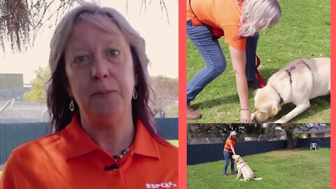 How to trained your dog 🐕🐕🐕see the video and description 🐶🐶🐶🐶🐶🐶